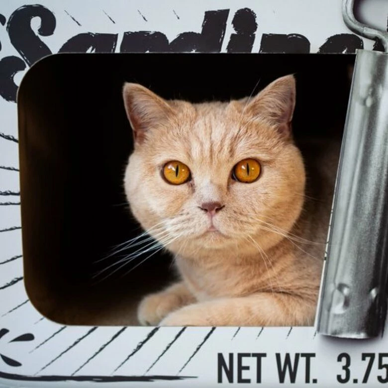 Rascador/Cueva District70 Sardine Para Gatos Color Blanco 60 Cm X 30 Cm X 30 Cm 5 Rascador/Cueva District70 Sardine Para Gatos Color Blanco 60 Cm X 30 Cm X 30 Cm - Imagen 5