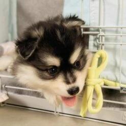 Beeztees Jaula De Alambre Para Perros Color Gris 78 Cm X 55 Cm X 61 Cm -Tienda barata Tiendanimal 29603 1 IMG00047802