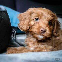 Madison Cama Para Perros 100 Cm X 80 Cm X 25 Cm -Tienda barata Tiendanimal a8d8477901b44950b716647bd3f74428