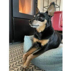 Flamingo Yara Rectángulo Verde Con Cremallera Cama Para Perros 50 X 40 X 16 Cm -Tienda barata Tiendanimal cama perros flamingo yara rectangulo verde cremallera FLA20730 6.jpg