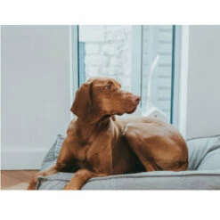 Hunter Lancaster Cama Gris Para Perros 100 X 70 Cm -Tienda barata Tiendanimal cama perros huter lancaster gris HUNH65048 4