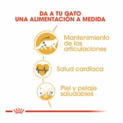 Royal Canin Adult Maine Coon Pienso Para Gatos 10kg 8 Royal Canin Adult Maine Coon Pienso Para Gatos 10kg -Tienda barata Tiendanimal comida gatos royal canin adult maine coon ROY309338 M 3