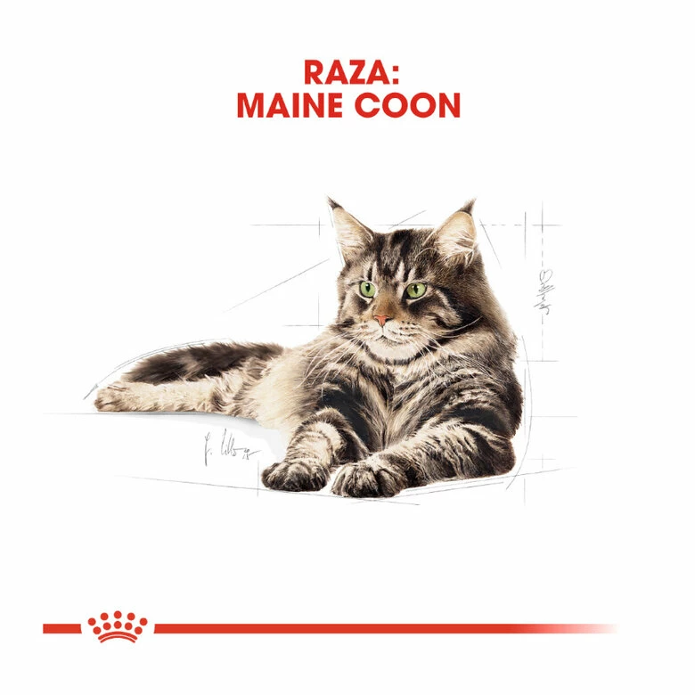 Royal Canin Adult Maine Coon Pienso Para Gatos 10kg 4 Royal Canin Adult Maine Coon Pienso Para Gatos 10kg - Imagen 4