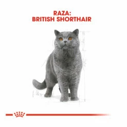 Royal Canin Adult British Shorthair Pienso Para Gatos 10 Kg 8 Royal Canin Adult British Shorthair Pienso Para Gatos 10 Kg -Tienda barata Tiendanimal pienso gatos royal20canin british20shorthair ROY309560 M 4 1