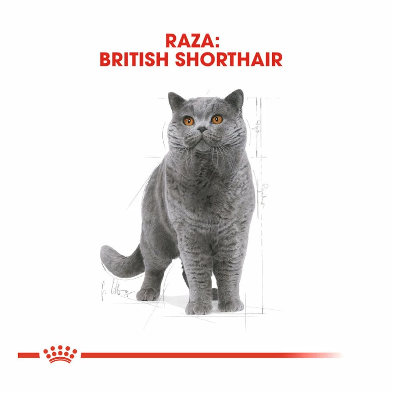 Royal Canin Adult British Shorthair Pienso Para Gatos 10 Kg 3 Royal Canin Adult British Shorthair Pienso Para Gatos 10 Kg - Imagen 3