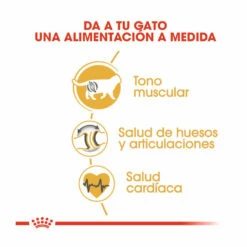 Royal Canin Adult British Shorthair Pienso Para Gatos 2 Kg -Tienda barata Tiendanimal pienso gatos royal20canin british20shorthair ROY309560 M 6