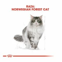 Royal Canin Adult Norwegian Forest Pienso Para Gatos 2 Kg -Tienda barata Tiendanimal pienso gatos royal20canin norwegian20forest20cat ROY309760 M 4 1
