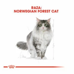 Royal Canin Adult Norwegian Forest Pienso Para Gatos 10kg -Tienda barata Tiendanimal pienso gatos royal20canin norwegian20forest20cat ROY309760 M 4