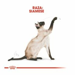 Royal Canin Adult Siamese Pienso Para Gatos 10 Kg -Tienda barata Tiendanimal pienso gatos royal20canin siamese adult ROY309161 M 4 1