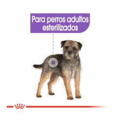Royal Canin Sterilised Mini Pienso Para Perros 8kg -Tienda barata Tiendanimal pienso perros royal canin mini sterilised ROY151430 M 4 2